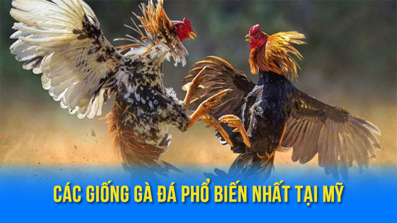 Các Giống Gà Đá Phổ Biến Nhất Tại Mỹ