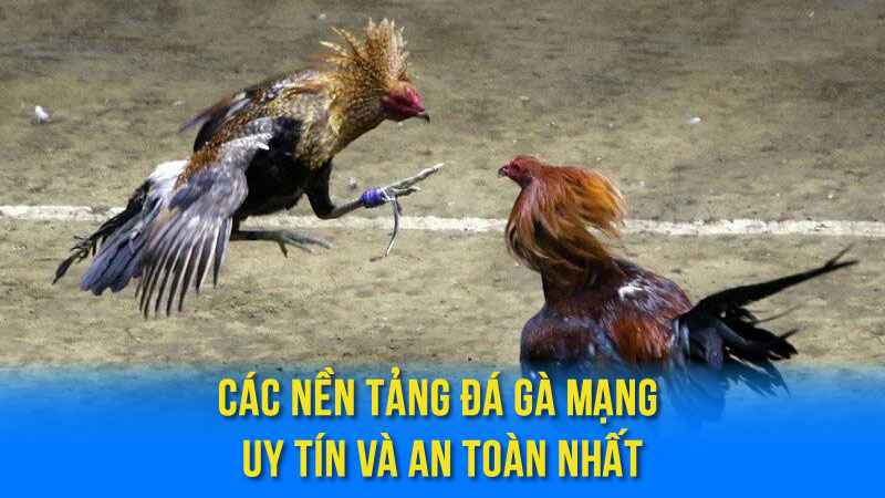 Các Nền Tảng Đá Gà Mạng Uy Tín Và An Toàn Nhất