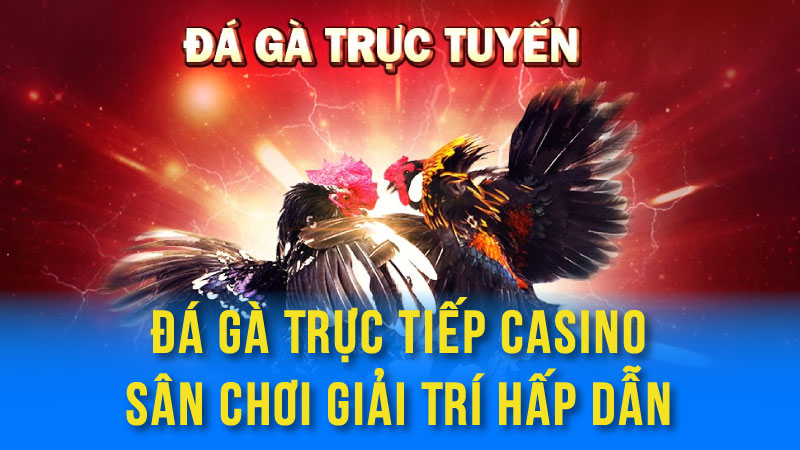 Đá Gà Trực Tiếp Casino - Sân Chơi Giải Trí Hấp Dẫn 1 da ga truc tiep casino 01