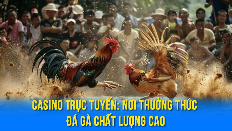 Đá Gà Trực Tiếp Casino - Sân Chơi Giải Trí Hấp Dẫn 2 Casino Trực Tuyến: Nơi Thưởng Thức Đá Gà Chất Lượng Cao