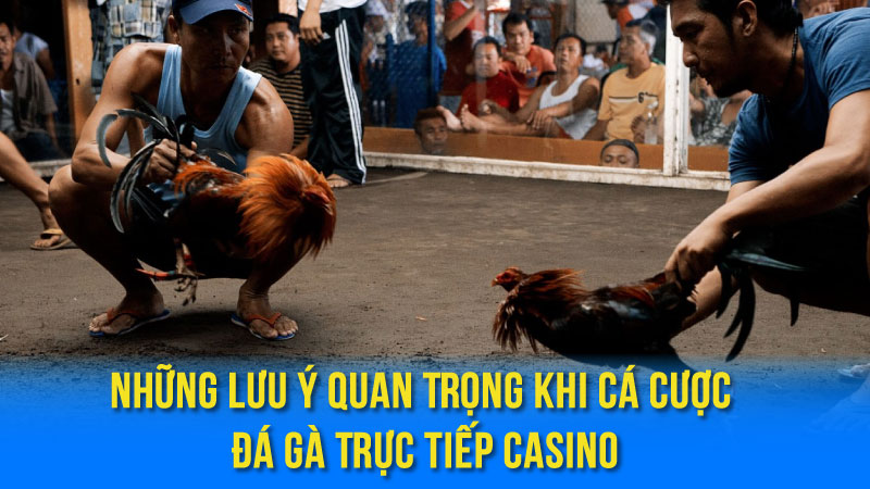 Đá Gà Trực Tiếp Casino - Sân Chơi Giải Trí Hấp Dẫn 3 Những Lưu Ý Quan Trọng Khi Cá Cược Đá Gà Trực Tiếp Casino