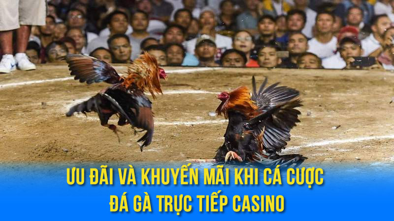Đá Gà Trực Tiếp Casino - Sân Chơi Giải Trí Hấp Dẫn 4 Ưu Đãi Và Khuyến Mãi Khi Cá Cược Đá Gà Trực Tiếp Casino